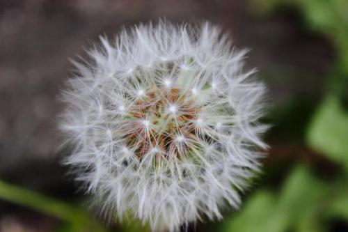 20160326 白タンポポ3.jpg