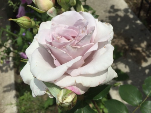 2016-05-05 12.28.10.jpg