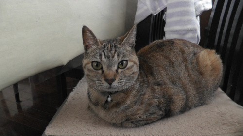 ねこ