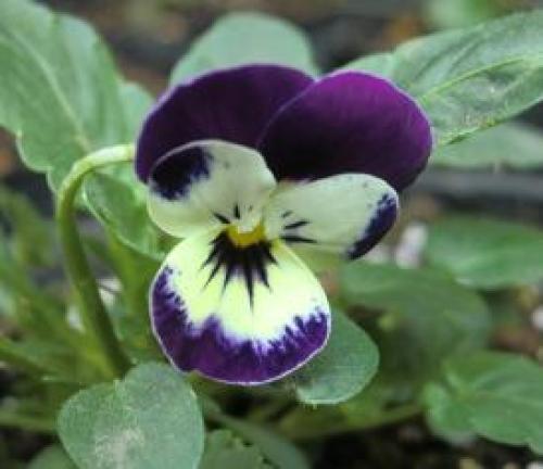 C:\fakepath\viola131029-2.jpg