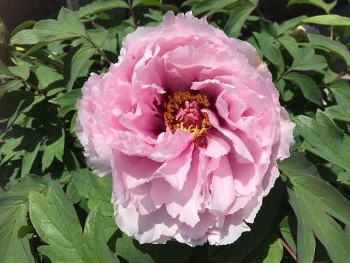 2016-04-20 11.46.38 - コピー.jpg