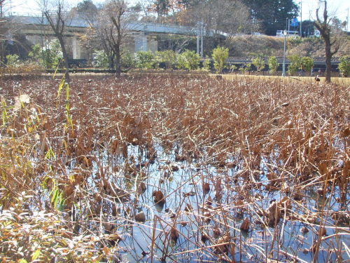 20141206_茨城県歴史館　枯れてしまった蓮.jpg