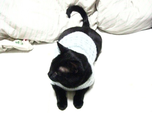 猫のセーター13.jpg