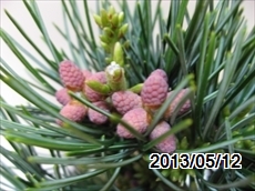 五葉松 蕾