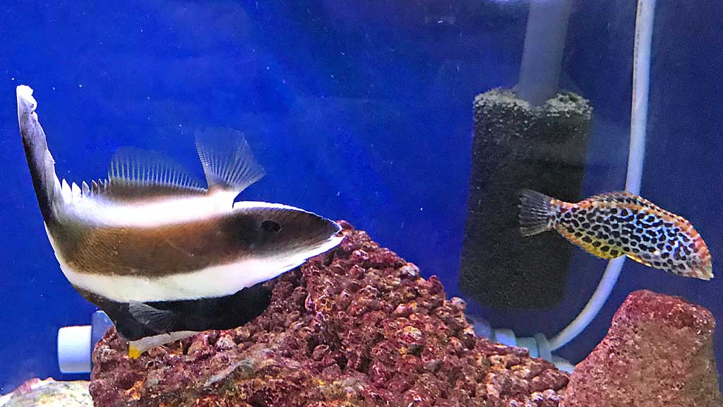 なかなか餌付いてくれません 湘南水族館 犬バカの魚好き 楽天ブログ