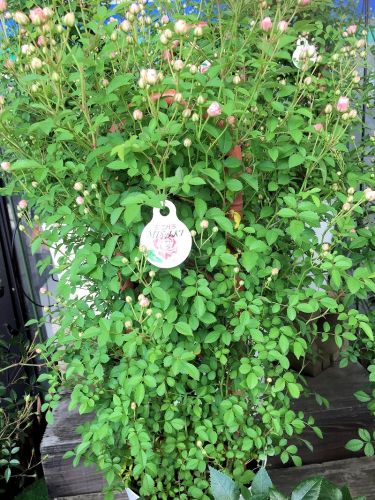 2016-04-30 14.17.59-1.jpg