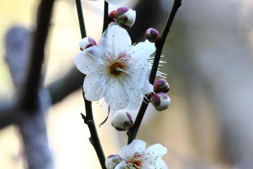 20160211 白梅2.jpg