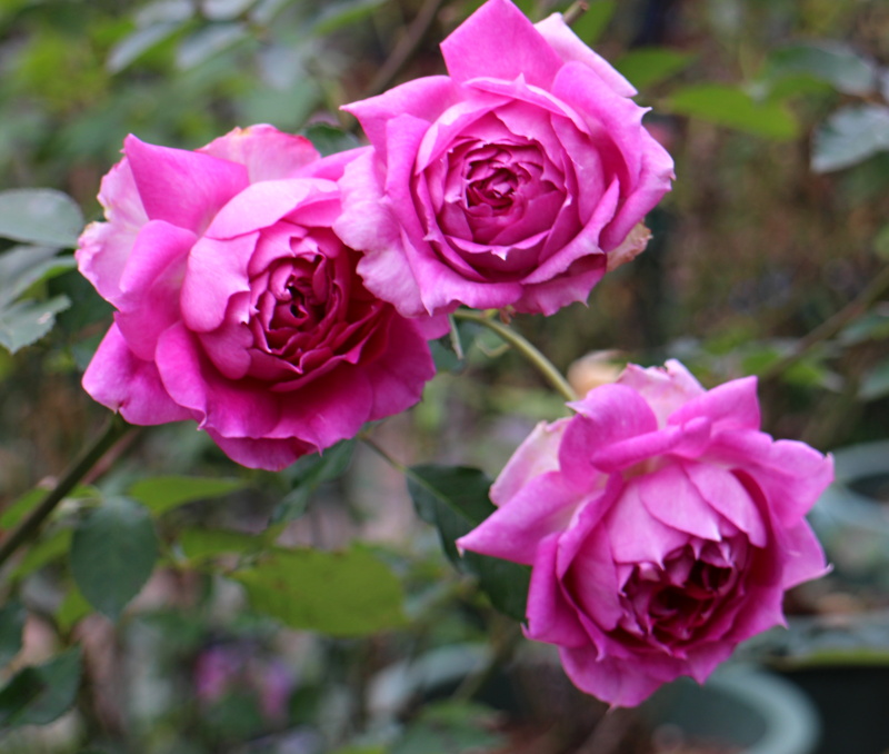 シェエラザード オデュッセイア バラと可愛い花たち 楽天ブログ