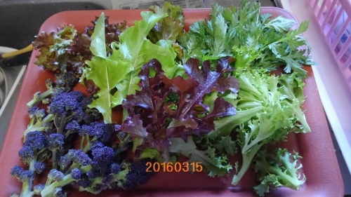 収穫20160315.jpg