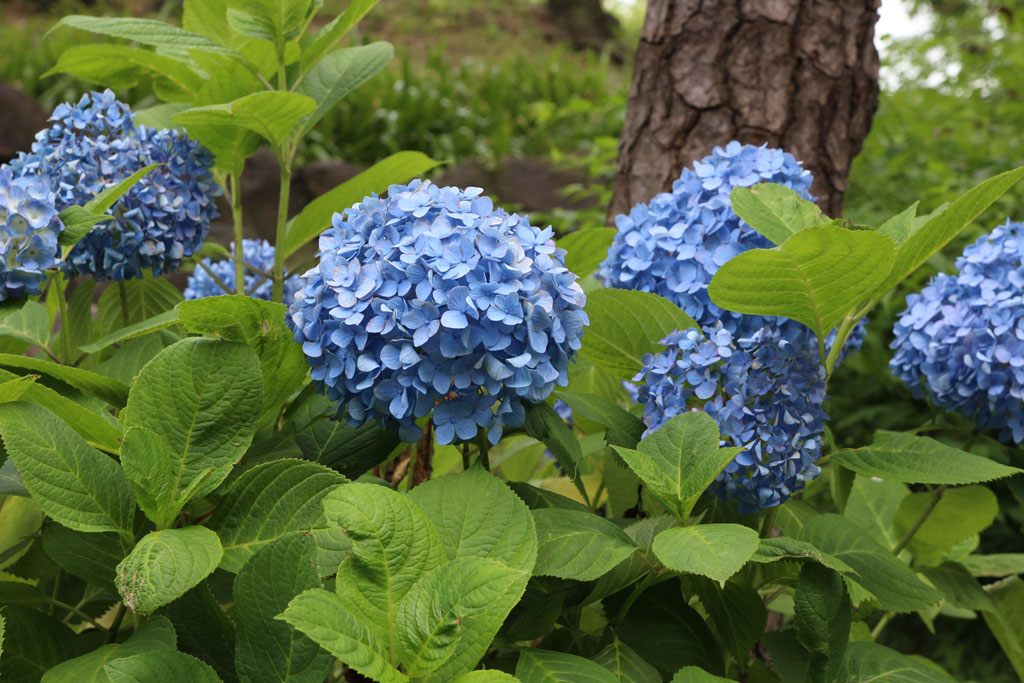 Hydrangea04.JPG