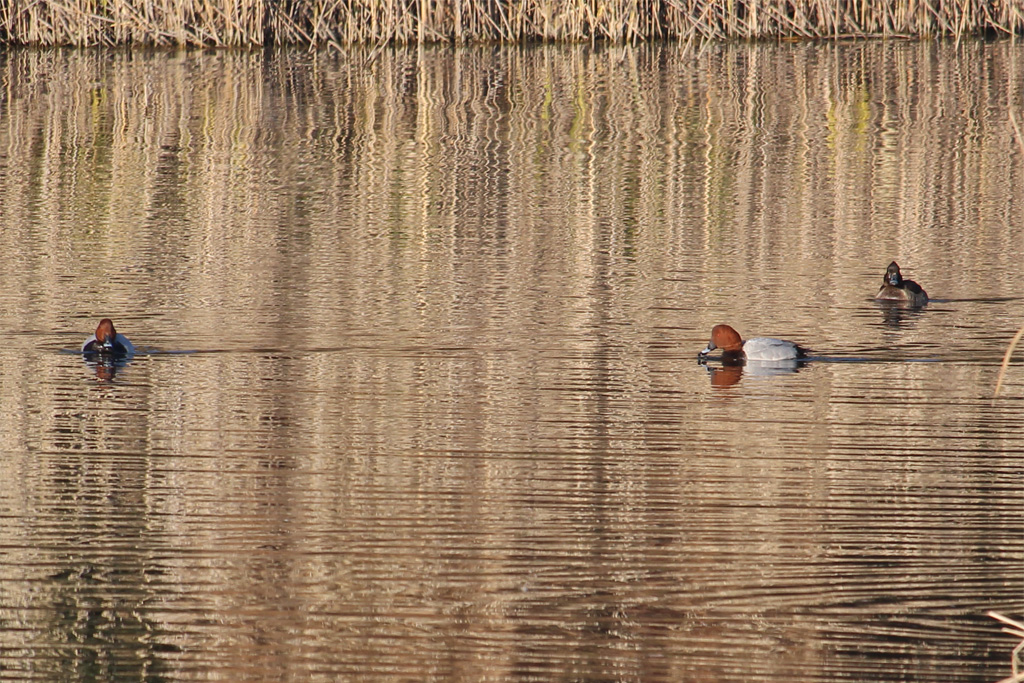 ホシハジロ（東京港野鳥公園）
