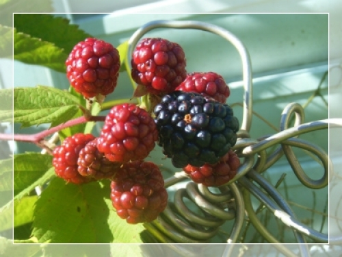 DSCF8821.jpg