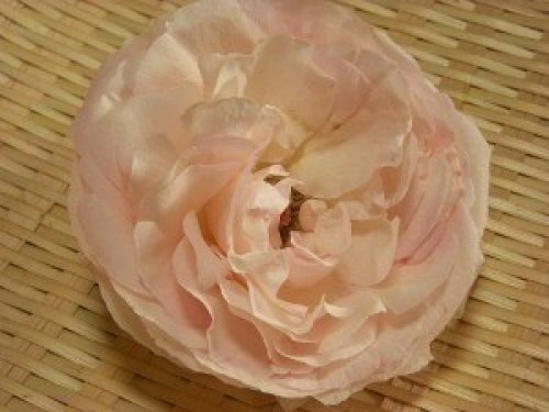 DSCN8599 (300x225).jpg