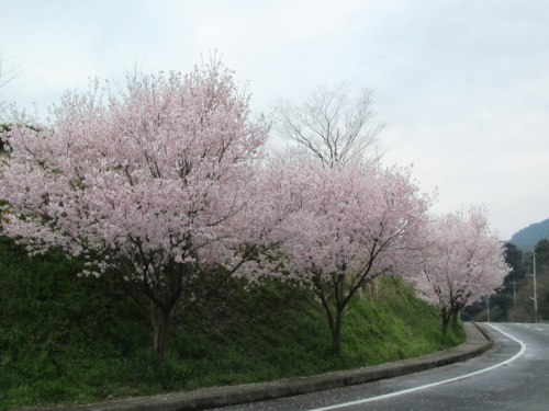 近所の桜２.JPG