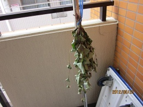 IMG_2388ドクダミ.jpg