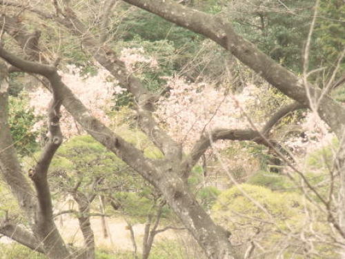 20120319椿山荘AF.T　2窓から庭の桜.jpg