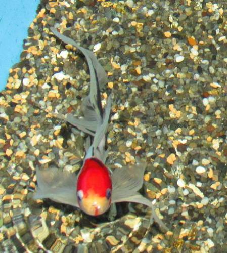 20150111 朱文金.jpg