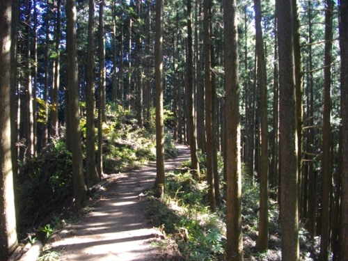 日の出山登山道 (3).JPG