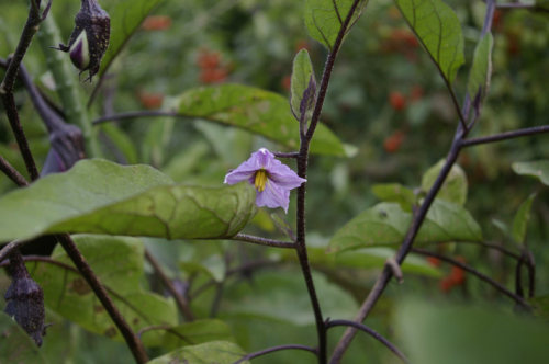 茄子の花.jpg