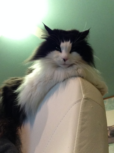 猫ズ’１４－８写真 5.jpg