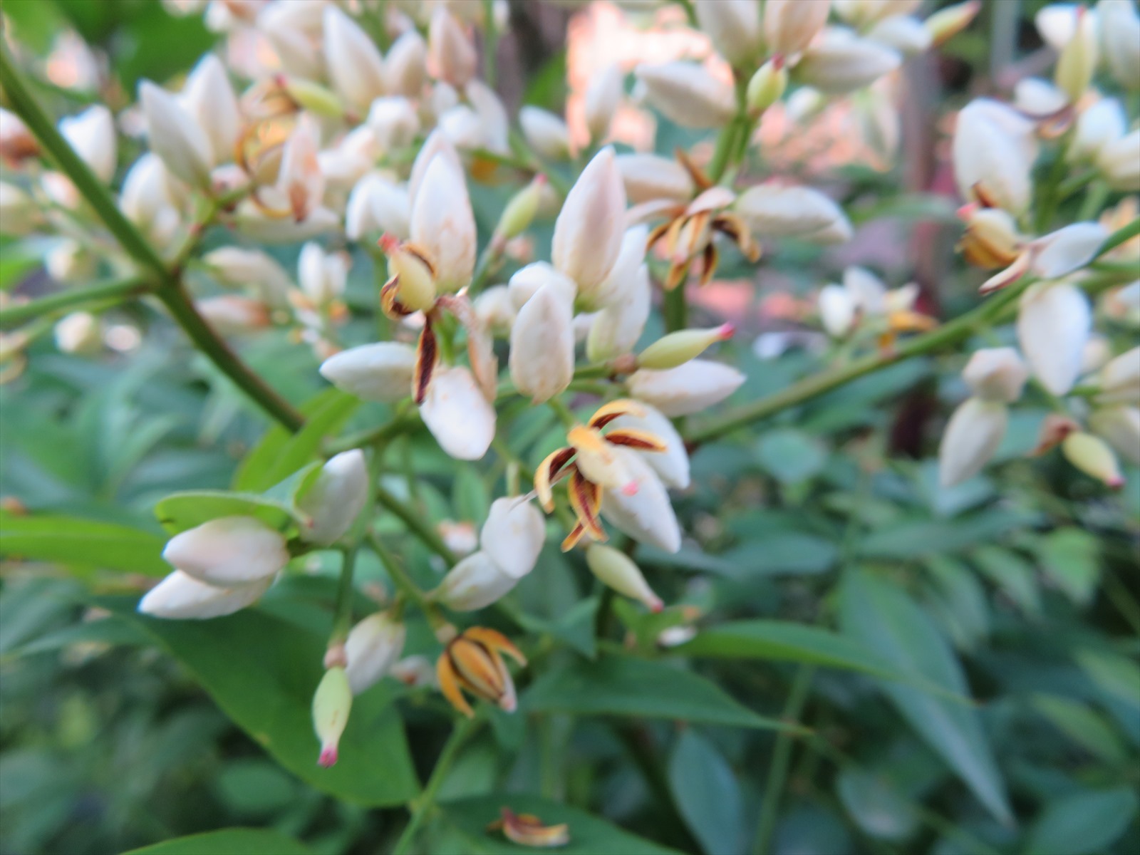 我が家の南天の花と紫陽花 6月8日 ニンニク父さんのブログ 楽天ブログ