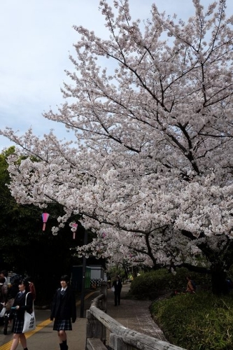 CHERRY BLOSSOM 10.Apr.2017 Mt.ASUKA-2.jpg