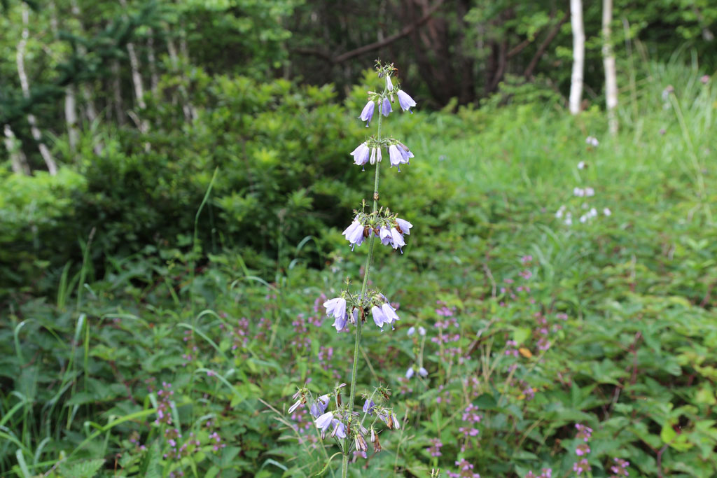 ツリガネニンジン