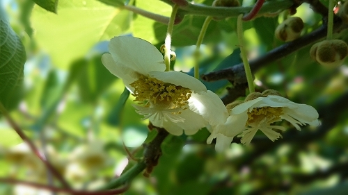 20140601キウイ雌花.jpg