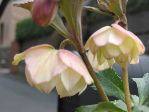 クリスマスローズ　