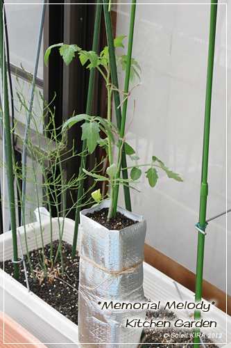 120421tomato2.jpg