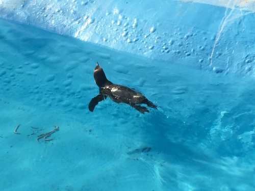 動物園　ベンギン.JPG