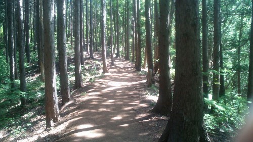 陣馬山登山道 (2) (500x281).jpg