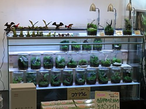 ボーダーブレイクでした 僕の食虫植物日記 楽天ブログ