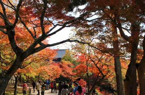 東福寺の紅葉 (1).JPG