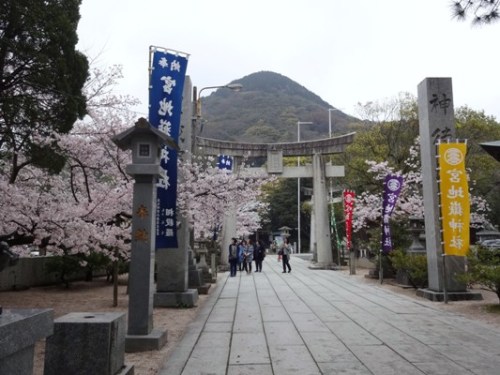 2.2016年桜 宮地嶽神社 (5).JPG