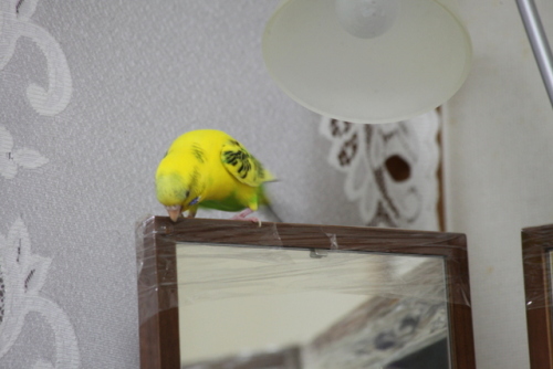 IMG_3445 - コピー.JPG