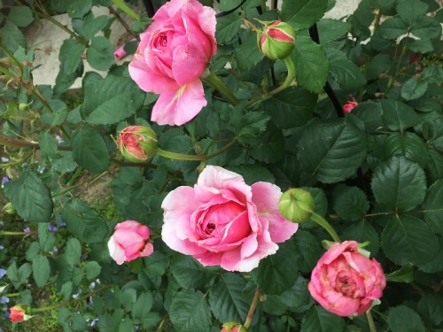 2016-05-05 17.07.54.jpg