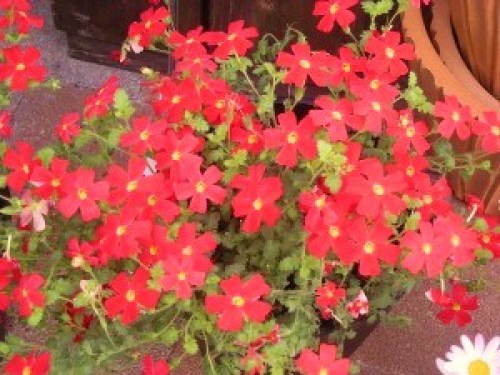 DSCN6651 (300x225).jpg