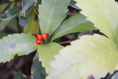 20150118 センリョウ.jpg