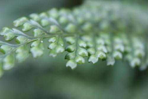 201509013 シダ.jpg