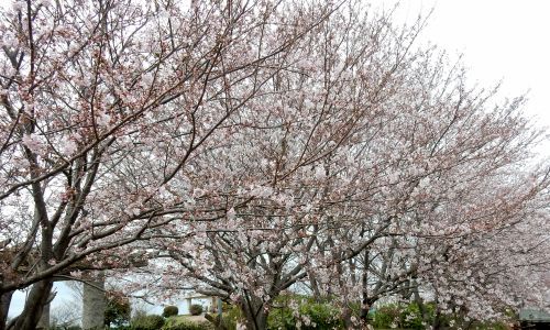 西山公園桜jpg.jpg