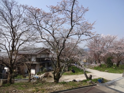 竈門神社春 ブログ用.JPG