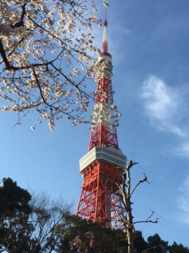桜&東京タワー.JPG