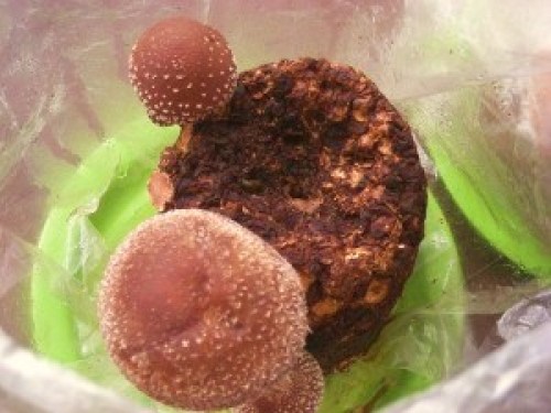 DSCN7361 (300x225).jpg