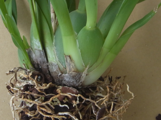 新芽の成長が進む植え込み材料なしのオンシジューム 新芽の成長が進む植え込み材料なしのオンシジューム