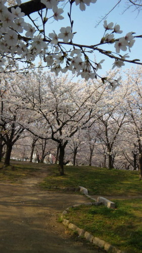 さくら2DVC00109.jpg