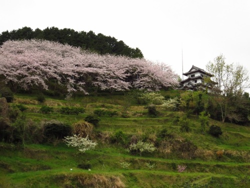 小岳城2892.jpg