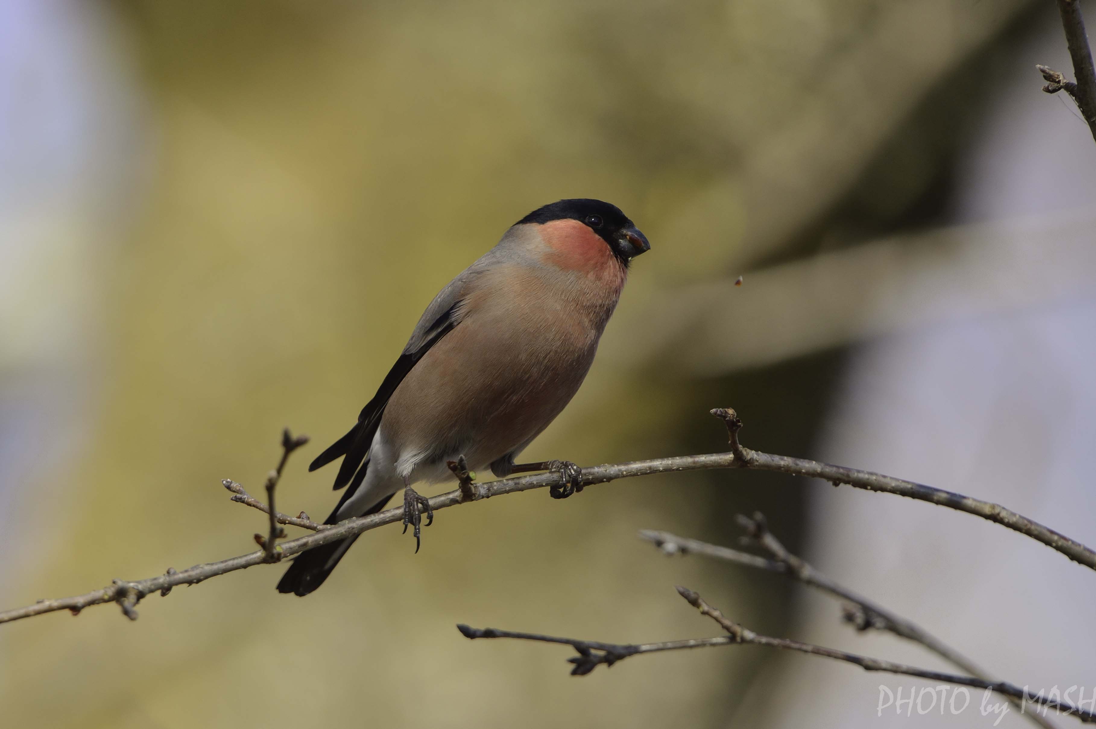 このウソは 大好き I Love Eurasian Bullfinch 鳥撮り夫婦の 野鳥 写真 ブログ 週末限定鳥見の世界 Bird Photo Blog By Birding Couple 楽天ブログ