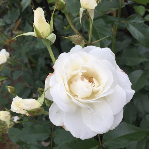 2016-05-06 14.42.45.jpg