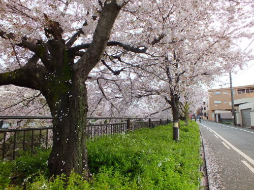 DSCF1416 - コピー.JPG